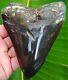 Huge Megalodon Shark Tooth 5.22 In. Real Fossil Not Fake No Restorations