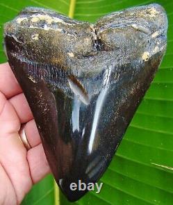 HUGE Megalodon Shark Tooth 5.22 in. REAL FOSSIL NOT FAKE NO RESTORATIONS