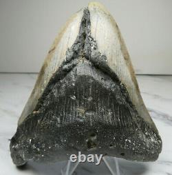 HUGE Megalodon Shark Tooth Fossil, 5 1/8 inches, 4 3/8 Wide
