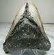 Huge Megalodon Shark Tooth Fossil, 5 1/8 Inches, 4 3/8 Wide