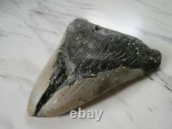 HUGE Megalodon Shark Tooth Fossil, 5 1/8 inches, 4 3/8 Wide