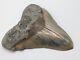 Huge Megalodon Shark Tooth Fossil 5.4'' Rare Pathological No Repair/resto