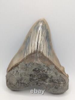 HUGE Megalodon Shark Tooth Fossil 5.4'' Rare Pathological No Repair/Resto