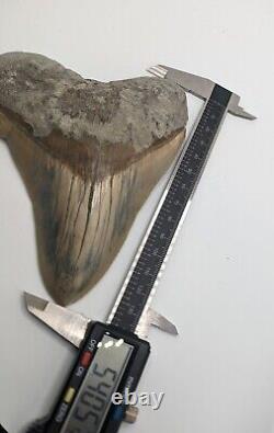 HUGE Megalodon Shark Tooth Fossil 5.4'' Rare Pathological No Repair/Resto