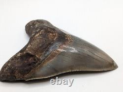 HUGE Megalodon Shark Tooth Fossil 5.78'' Great Pattern AUTHENTIC No Repair/Resto