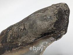 HUGE Megalodon Shark Tooth Fossil 5.78'' Great Pattern AUTHENTIC No Repair/Resto