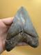 Huge Megalodon Tooth 5.11 North Carolina All Natural No Repair