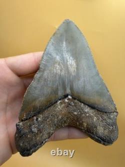 HUGE Megalodon Tooth 5.11 North Carolina All Natural No Repair
