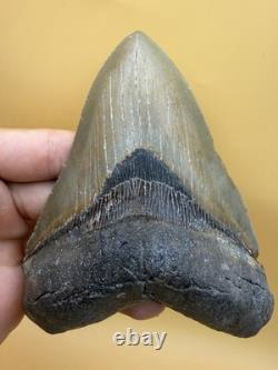 HUGE Megalodon Tooth 5.11 North Carolina All Natural No Repair