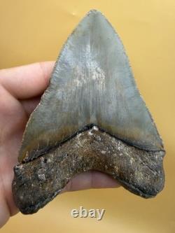 HUGE Megalodon Tooth 5.11 North Carolina All Natural No Repair