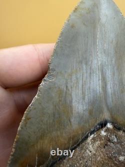 HUGE Megalodon Tooth 5.11 North Carolina All Natural No Repair