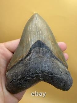 HUGE Megalodon Tooth 5.11 North Carolina All Natural No Repair