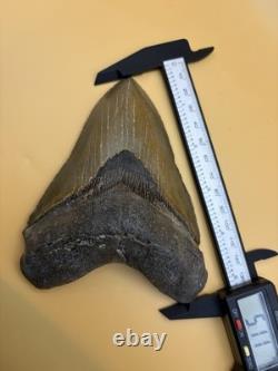 HUGE Megalodon Tooth 5.11 North Carolina All Natural No Repair