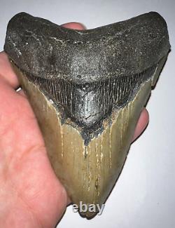 HUGE PATHOLOGICAL MEGALODON Fossil Shark Tooth 4.76 INCHES! NO REPAIR SERRATIONS