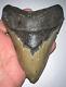 Huge Pathological Megalodon Fossil Shark Tooth 4.76 Inches! No Repair Serrations