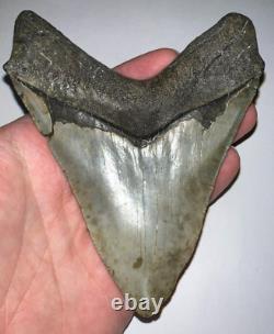 HUGE PATHOLOGICAL MEGALODON Fossil Shark Tooth 4.76 INCHES! NO REPAIR SERRATIONS