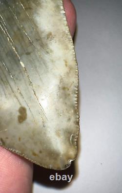 HUGE PATHOLOGICAL MEGALODON Fossil Shark Tooth 4.76 INCHES! NO REPAIR SERRATIONS