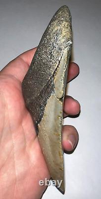 HUGE PATHOLOGICAL MEGALODON Fossil Shark Tooth 4.76 INCHES! NO REPAIR SERRATIONS