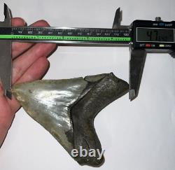 HUGE PATHOLOGICAL MEGALODON Fossil Shark Tooth 4.76 INCHES! NO REPAIR SERRATIONS