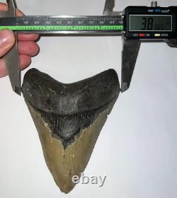 HUGE PATHOLOGICAL MEGALODON Fossil Shark Tooth 4.76 INCHES! NO REPAIR SERRATIONS