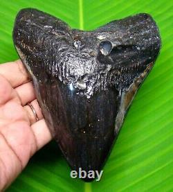 HUGE POLISHED MEGALODON SHARK TOOTH 5.38 inches REAL FOSSIL NOT REPLICA