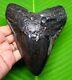 Huge Polished Megalodon Shark Tooth 5.38 Inches Real Fossil Not Replica