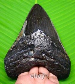 HUGE POLISHED MEGALODON SHARK TOOTH 5.38 inches REAL FOSSIL NOT REPLICA