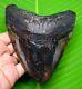 Huge Stunning Megalodon Shark Tooth 5.16 Inches Real Fossil Not Replica
