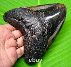 HUGE STUNNING MEGALODON SHARK TOOTH 5.16 inches REAL FOSSIL NOT REPLICA