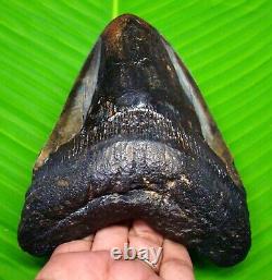 HUGE STUNNING MEGALODON SHARK TOOTH 5.16 inches REAL FOSSIL NOT REPLICA