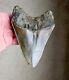 Huge Serrated 5.52 Megalodon Shark Tooth Fossil, No Restoration, No Repair