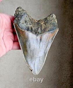 HUGE Serrated 5.52 Megalodon Shark Tooth Fossil, NO RESTORATION, NO REPAIR