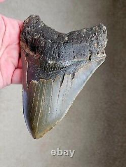HUGE Serrated 5.52 Megalodon Shark Tooth Fossil, NO RESTORATION, NO REPAIR