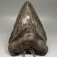 Huge Serrated 6.15 Fossil Megalodon Shark Tooth Uncommon Usa