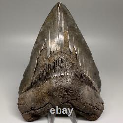 HUGE Serrated 6.15 Fossil MEGALODON Shark Tooth Uncommon USA