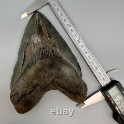 HUGE Serrated 6.15 Fossil MEGALODON Shark Tooth Uncommon USA