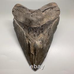 HUGE Serrated 6.15 Fossil MEGALODON Shark Tooth Uncommon USA