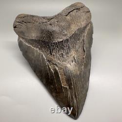 HUGE Serrated 6.15 Fossil MEGALODON Shark Tooth Uncommon USA