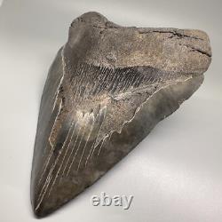 HUGE Serrated 6.15 Fossil MEGALODON Shark Tooth Uncommon USA