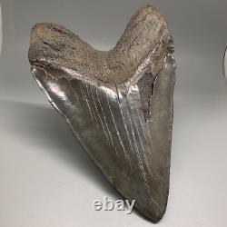 HUGE Serrated 6.15 Fossil MEGALODON Shark Tooth Uncommon USA