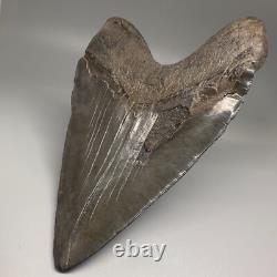 HUGE Serrated 6.15 Fossil MEGALODON Shark Tooth Uncommon USA