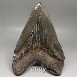 HUGE Serrated 6.15 Fossil MEGALODON Shark Tooth Uncommon USA