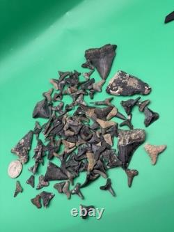 HUGE Shark Tooth Lot Including REAL Megalodon Teeth Venice Florida