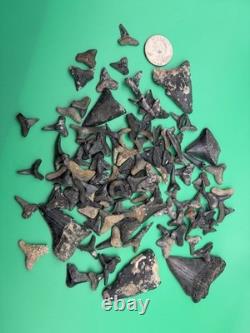 HUGE Shark Tooth Lot Including REAL Megalodon Teeth Venice Florida