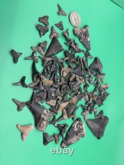 HUGE Shark Tooth Lot Including REAL Megalodon Teeth Venice Florida