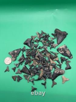 HUGE Shark Tooth Lot Including REAL Megalodon Teeth Venice Florida