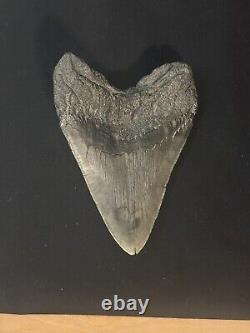 HUGE UNREPAIRED AUTHENTIC MEGALODON SHARK TOOTH Nearly 6 INCHES FOSSIL serration