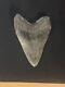 Huge Unrepaired Authentic Megalodon Shark Tooth Nearly 6 Inches Fossil Serration