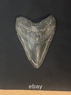 HUGE UNREPAIRED AUTHENTIC MEGALODON SHARK TOOTH Nearly 6 INCHES FOSSIL serration