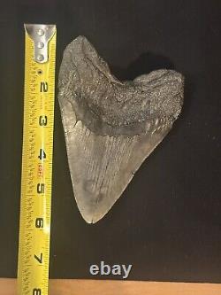 HUGE UNREPAIRED AUTHENTIC MEGALODON SHARK TOOTH Nearly 6 INCHES FOSSIL serration